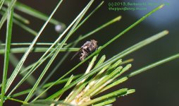 162 Fly on Pine-130611_1.jpg