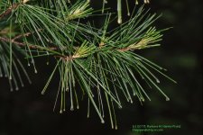 162 Pine-130611_1.jpg