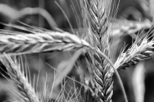 Grass (1 of 1).jpg