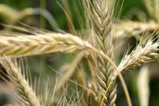 GrassOriginal (1 of 1).jpg