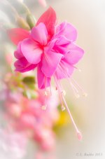 Flower.jpg