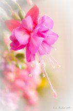Flower.jpg