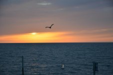DSC_0443.jpg DSC_0443.jpg