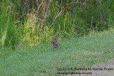163 Rabbit-130612-02_1.jpg