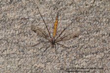163 Big Bug-130612-01_1.jpg