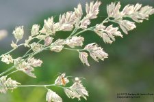 163 Grass Seed-130612_1.jpg