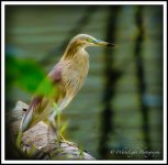 DSC_0001_WLP.jpg
