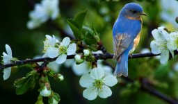 cherry blossoms and bluebird.jpg