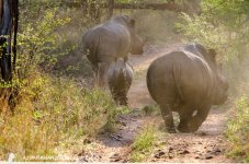 Rhino Family.jpg