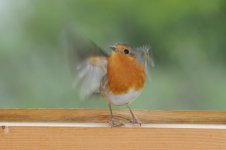 DSC_1175_edited-1.jpg