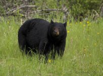 black bear 1.jpg
