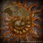 Ammonite #1.jpg