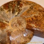 Ammonite #2.jpg