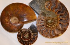 Ammonite #3.jpg