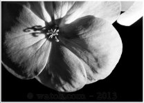 flowerheart_B&W-2.jpg