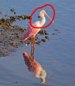 capturespoonbill.JPG