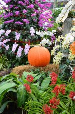 royalflora-20.jpg