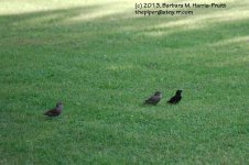 165 Grackles-13-614-01_1.jpg