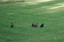 165 Grackles-13-614-02_1.jpg