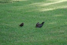 165 Grackles-13-614-03_1.jpg
