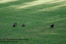 165 Grackles-13-614-04_1.jpg
