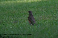 165 Robin-130614_1.jpg