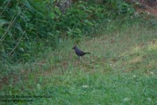 165 Grey Catbird-130614_1.jpg