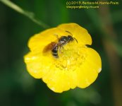 165 Bee in Buttercup-130614_1.jpg