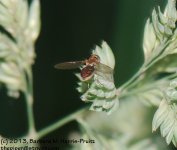 165 Bug on Grass-130614_1.jpg