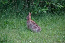 165 Rabbit-130614-03_1.jpg