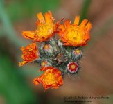 165 Orange Hawkweed-130614_1.jpg