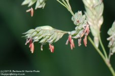 165 Grass Gone to Seed-130614_1.jpg
