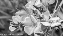 2013166-4592.jpg