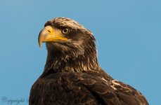 eaglehead2.jpg