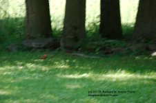 166 Almost - Squirrel-130615_1.jpg