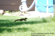 166 Squirrel, Red-130615-01_1.jpg