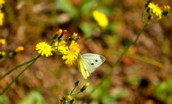 Cabbage White Butterfly_20130615_089.jpg