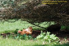 166 Chicken-130615_1.jpg
