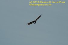 166 Hawk-130615_1.jpg