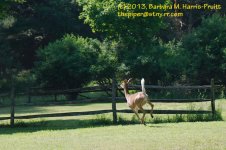 166 Deer-130615_1.jpg