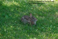 166 Rabbit-130615_1.jpg