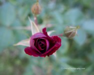 IMG_0165.jpg