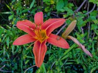 Day Lily and Bug.jpg