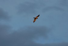 DSC_1761.jpg