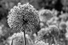 Allium Giganteum2-1.jpg