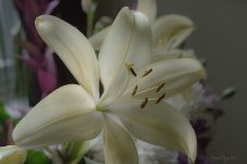 DSC_5122.jpg