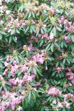 167 Rhododendron-130616-01_1.jpg