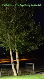 My Front Tree Late at Night.jpg