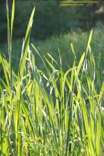 168 Cattails-130617-02_1.jpg