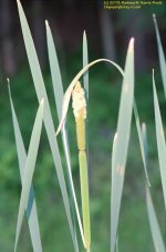 168 Cattails-130617-03_1.jpg